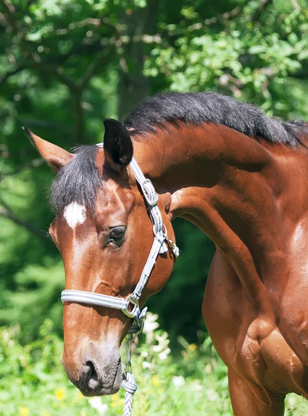 Portrait of beautifu bay horse — Stock Photo, Image