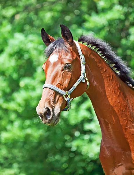Porträt eines erstaunlichen braunen Pferdes — Stockfoto