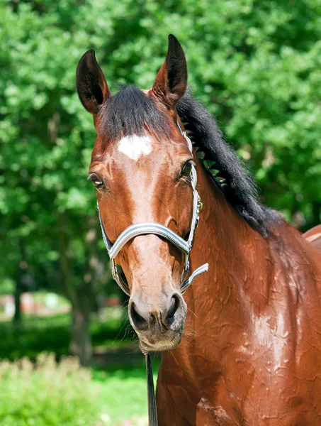 Porträtt av vackra bukten hoppning häst — Stockfoto