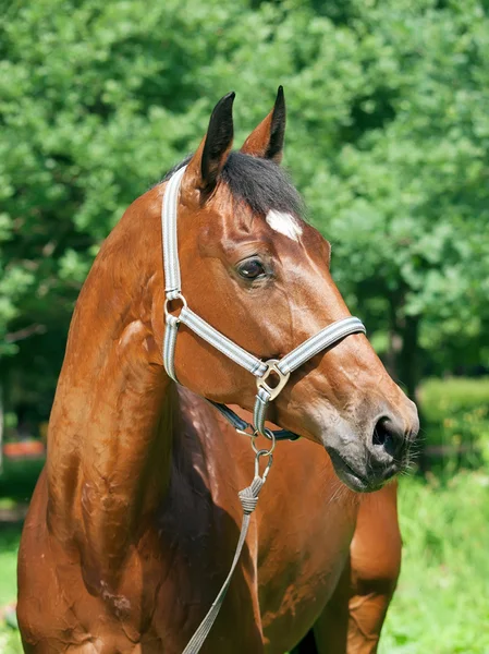 Ritratto di bel cavallo alloro — Foto Stock