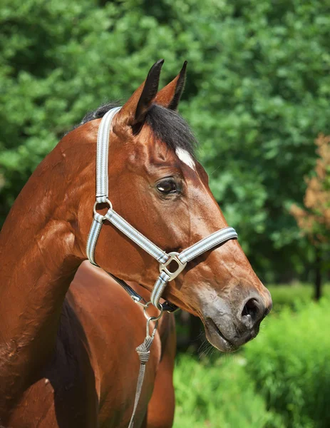 Portrait of amazing bay breed mare — Stock Photo, Image