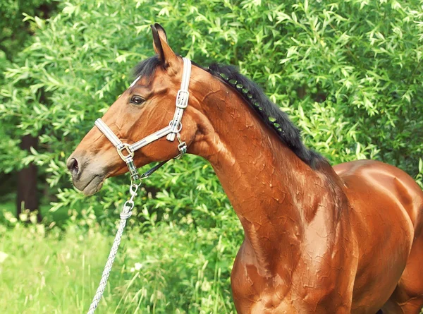 Hermosa raza caballo de bahía —  Fotos de Stock