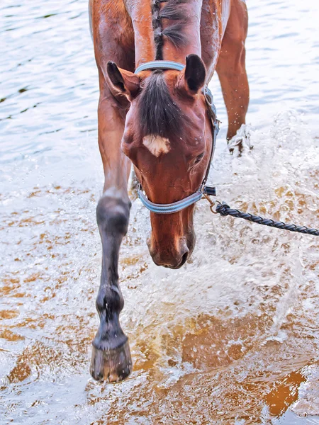 Nice bay mare in river — Stock Photo, Image