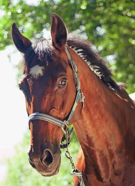 Portrét krásné sportovní koně — Stock fotografie