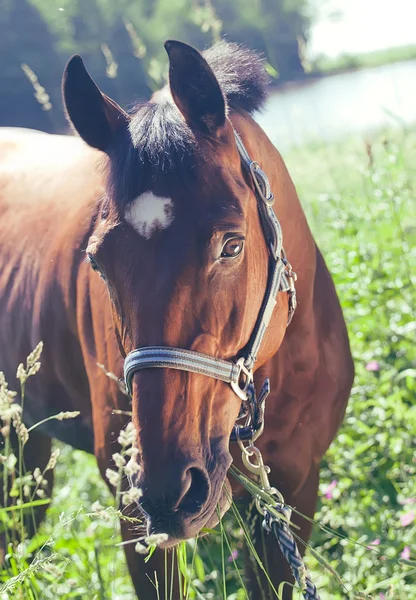 Portrait de magnifique cheval de baie art tonique — Photo