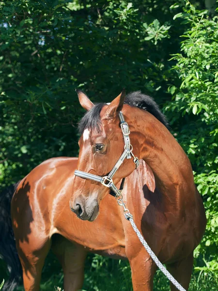Bela raça cavalo baía — Fotografia de Stock
