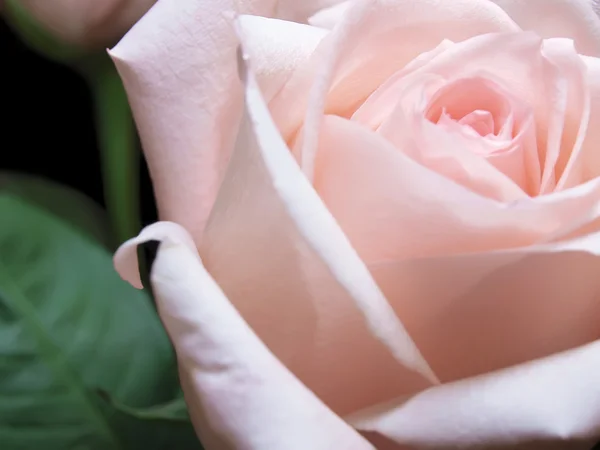 Vacker Rosa Ros på mörk bakgrund — Stockfoto