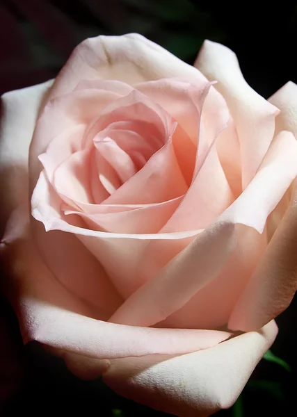 Krásné růžové růže na tmavém pozadí — Stock fotografie