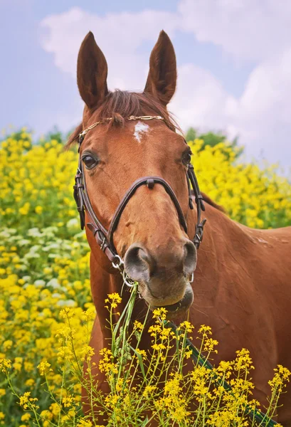 Portrait of beautiful chestnut horse Stock Photo