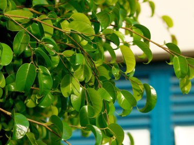 geleneksel Yunan pencere ile Ficus ağacı