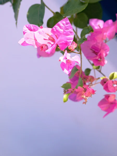 Rosa Medelhavet blomma på lila bakgrund — Stockfoto