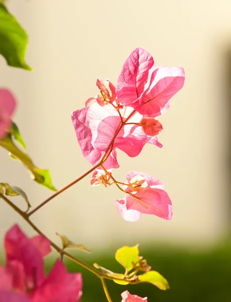 Välimeren vaaleanpunainen herkkä kukka — kuvapankkivalokuva