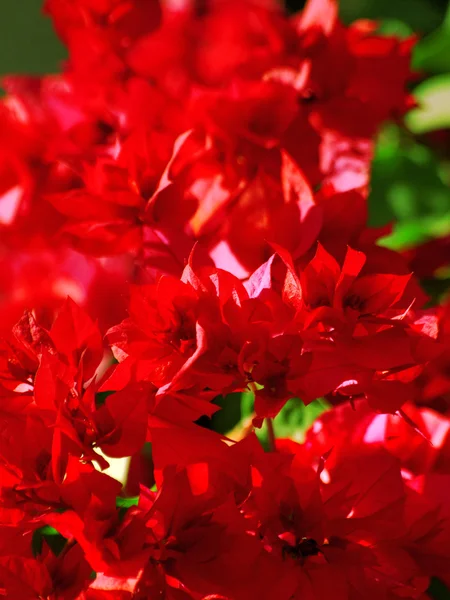 Blossom Mediterrâneo arbusto vermelho closeup — Fotografia de Stock