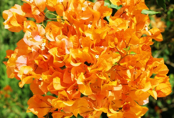 Orange Mediterranean blossom, Cyprus — Stock Photo, Image
