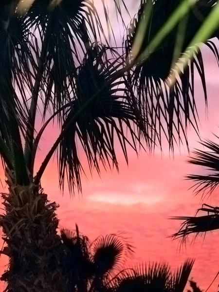 Palmen op de donkere zonsondergang — Stockfoto