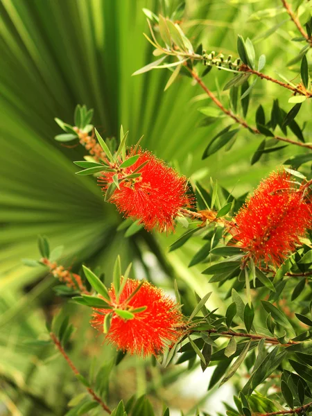 Tropical plants with red blossom — Stock Photo, Image
