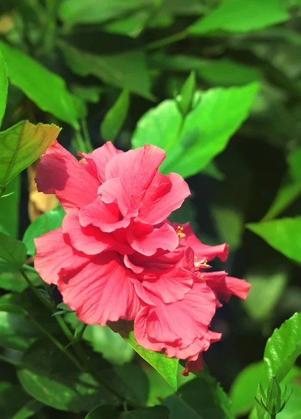 Red hibiscus with leaves — Stock Photo, Image