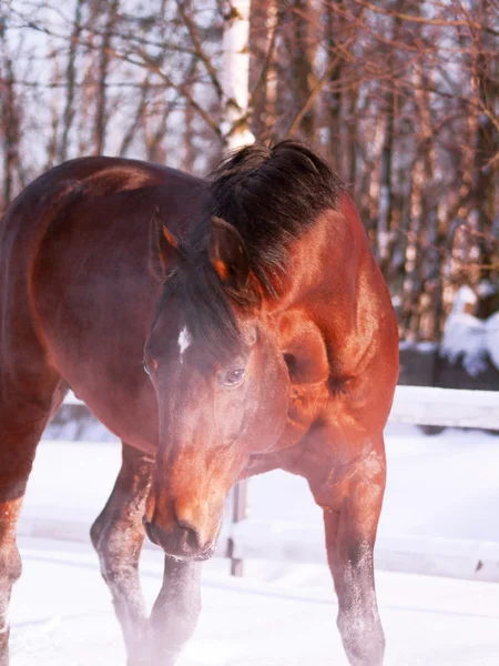 冬天的枣红马的肖像 — 图库照片
