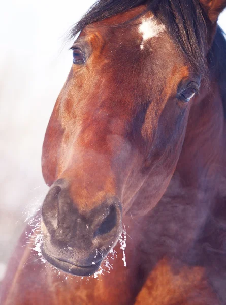 Winter portret van baai paard — Stockfoto