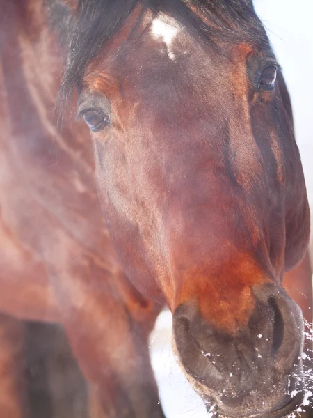 Winter portrait of bay horse closeup — Stock Photo, Image