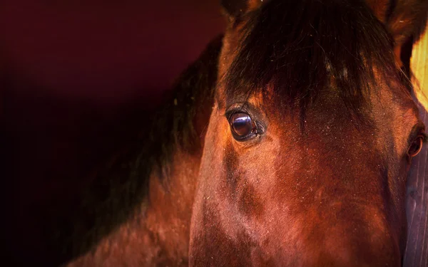 Porträtt bay häst i lös-box närbild — Stockfoto