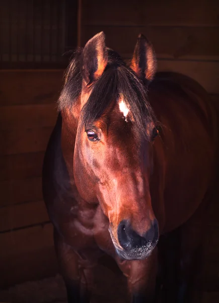 Portret Zatoka konia w luźne box — Zdjęcie stockowe