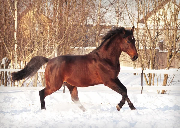 Running bay horse in snow paddock Stock Picture