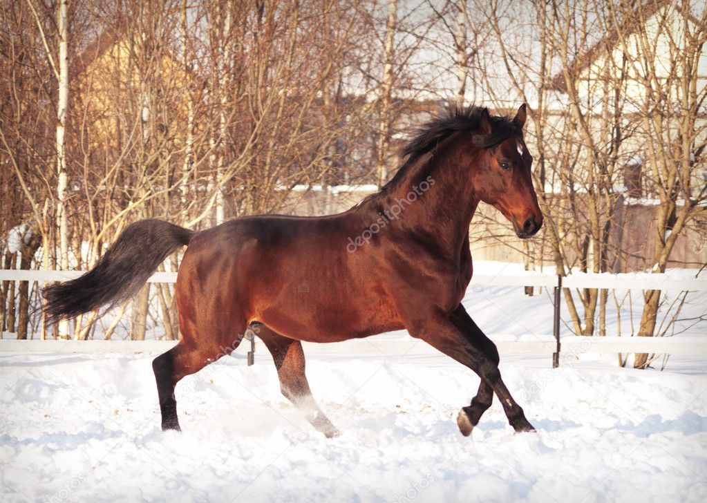 Running bay horse in snow paddock