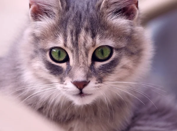 Cins kürklü kedi portresi — Stok fotoğraf