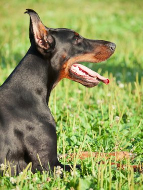 muhteşem döşeme doberman portresi