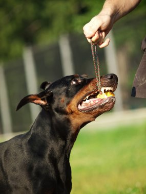 topu ile inanılmaz oyun doberman portresi