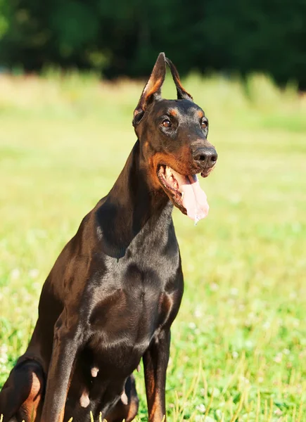 Retrato de incrível cadela doberman — Fotografia de Stock