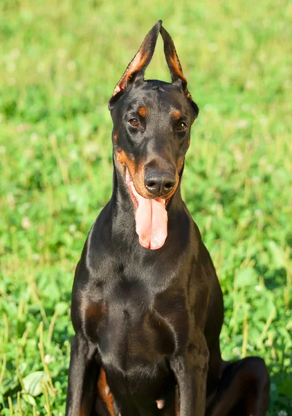 精彩纯种黑色杜伯文犬的肖像 — 图库照片
