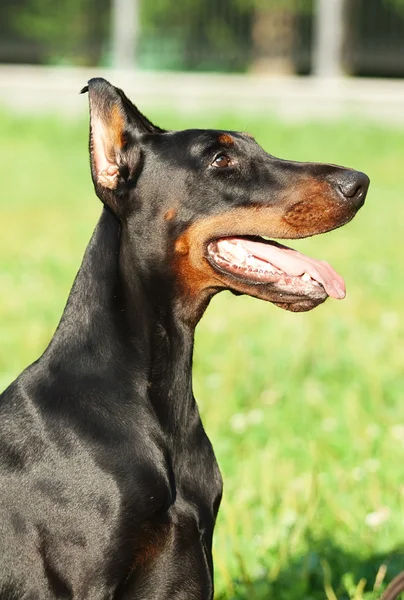 美丽的黑猎狗狗娘养的肖像 — 图库照片