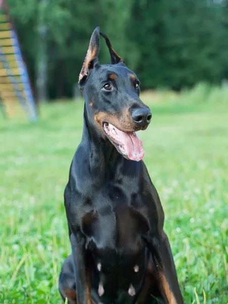 Increíble pura raza negro doberman perra — Foto de Stock