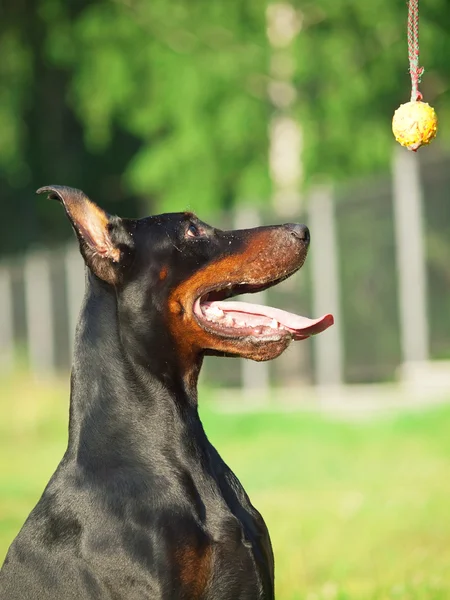 Porträtt av fantastiska renrasig Dobermann med boll — Stockfoto