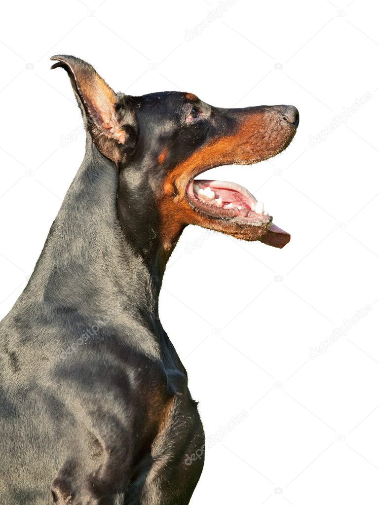 Portrait of breed doberman isolated on white