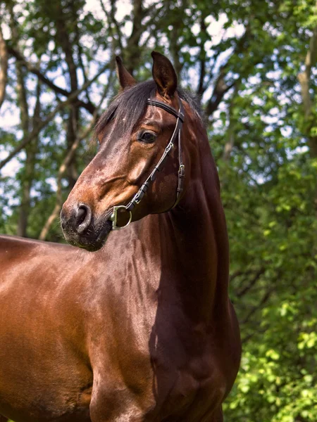 Portrait of the beatiful bay horse — Stock Photo, Image