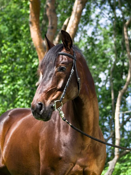 Portrait of the bay horse — Stock Photo, Image
