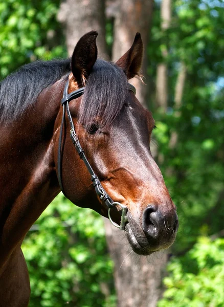 Retrato del caballo de la bahía — Foto de Stock