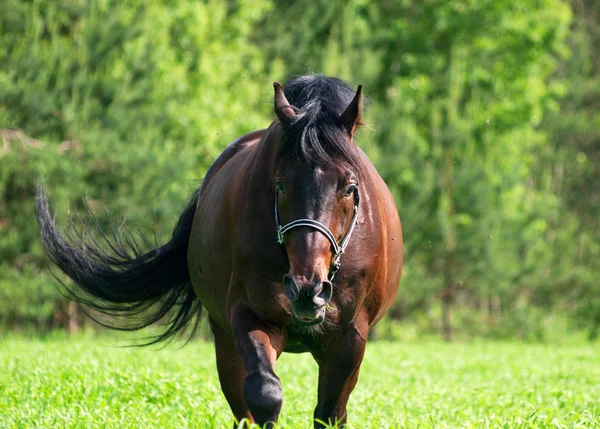 Cavalo da baía a pé no prado verde — Fotografia de Stock