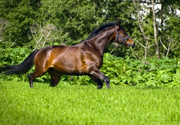 Corriendo caballo de bahía en prado verde —  Fotos de Stock