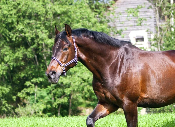Cavalo da baía a pé no prado verde — Fotografia de Stock