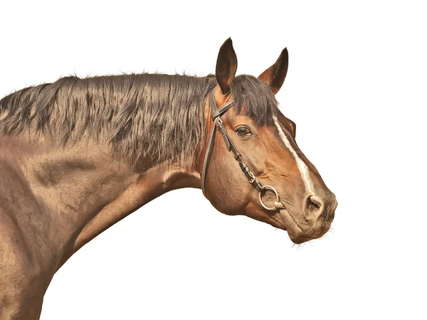 Porträtt av bay häst isolerad på vit — Stockfoto