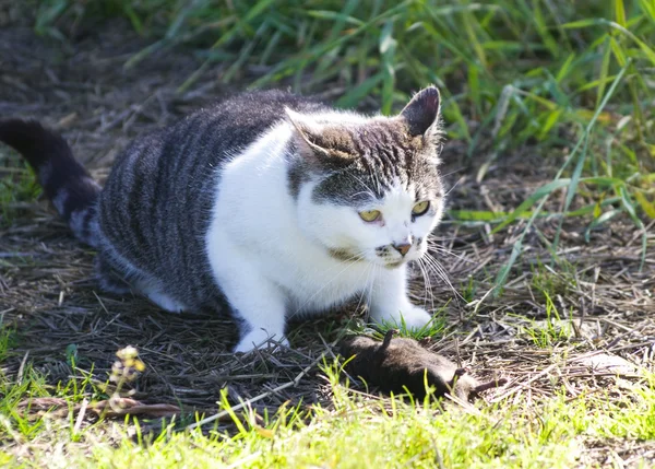 Kedi ile fare yakalamak — Stok fotoğraf