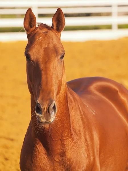 Porträt des roten Pferdes in der sportlichen Koppel — Stockfoto