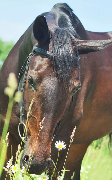 Симпатична темна спортсменка кобила з солодощами — стокове фото