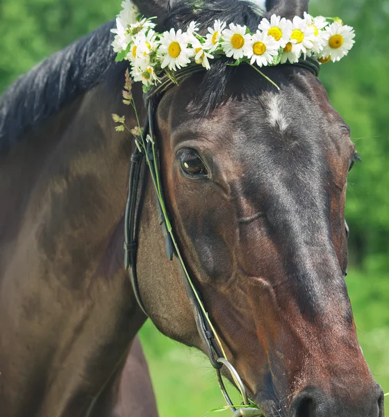 Cute dark sportive mare with daizies — Stock Photo, Image