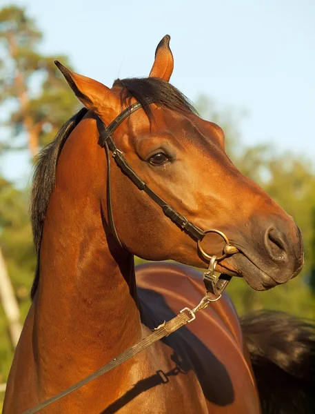 Beautiful bay breed stallion — Stock Photo, Image