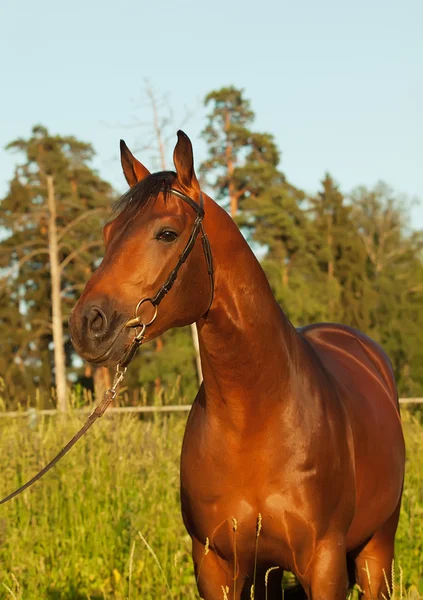 Beautiful bay breed stallion — Stock Photo, Image